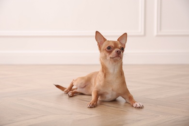 Cute Chihuahua dog lying on warm floor indoors. Heating system