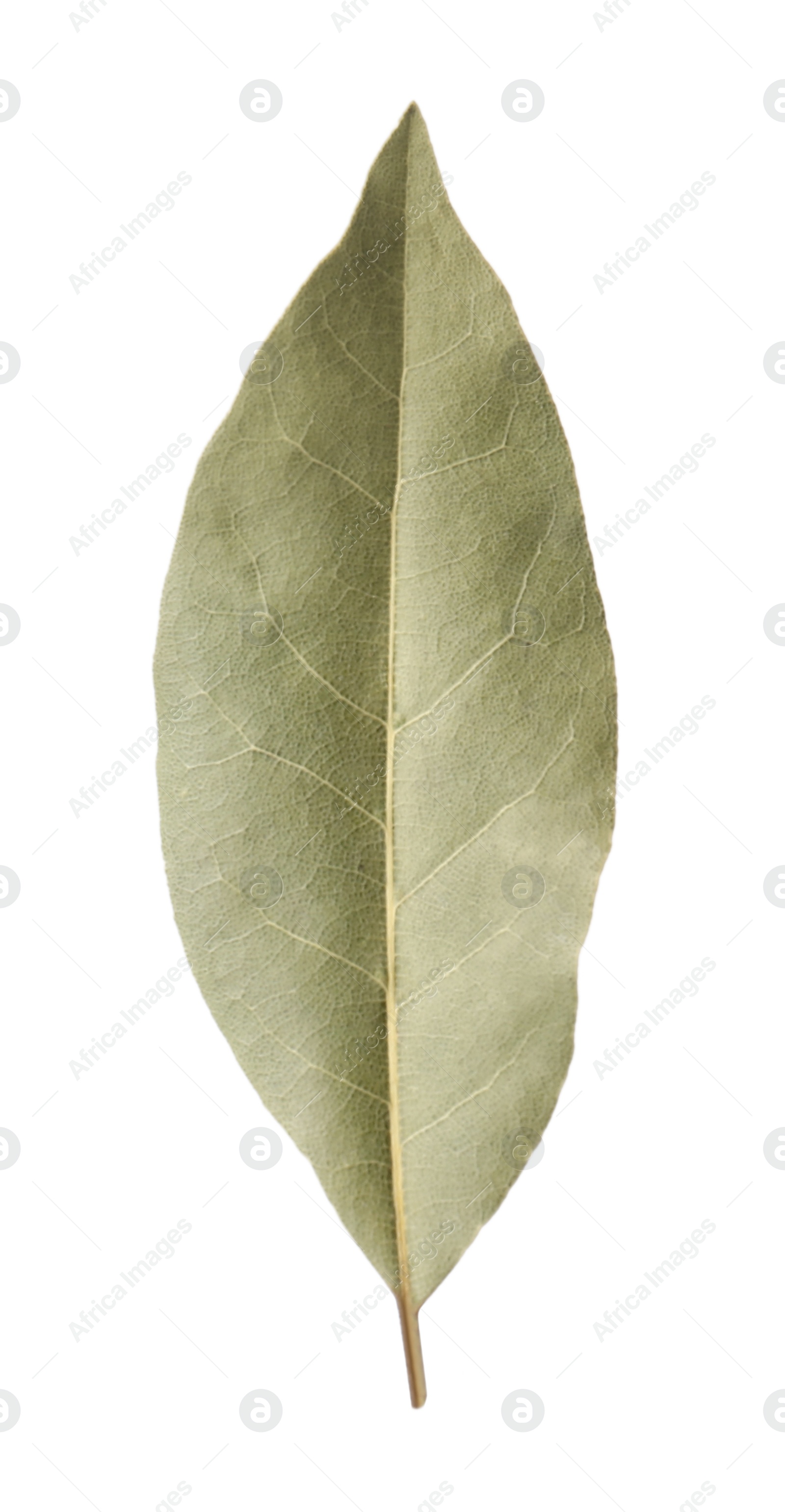 Photo of One aromatic bay leaf isolated on white