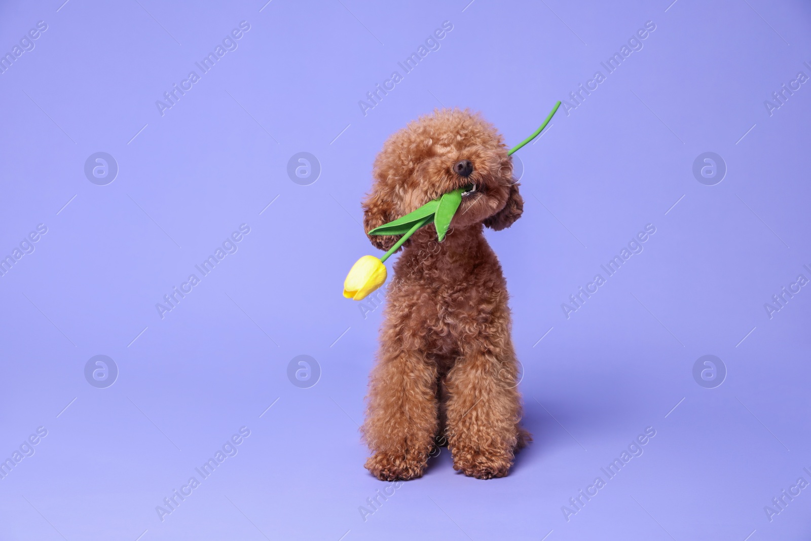 Photo of Cute Maltipoo dog holding yellow tulip flower on light purple background