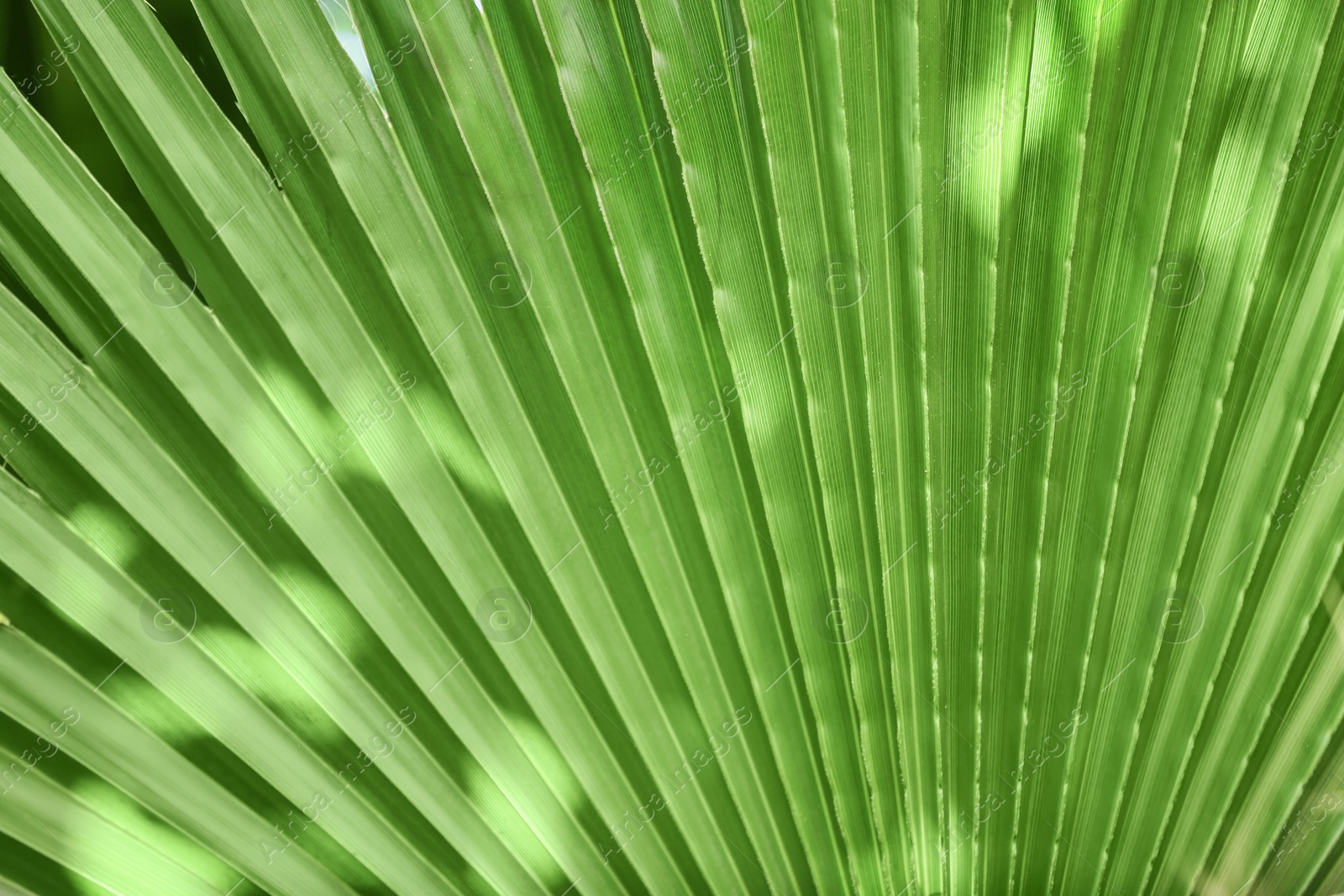 Photo of Beautiful tropical palm leaf, closeup