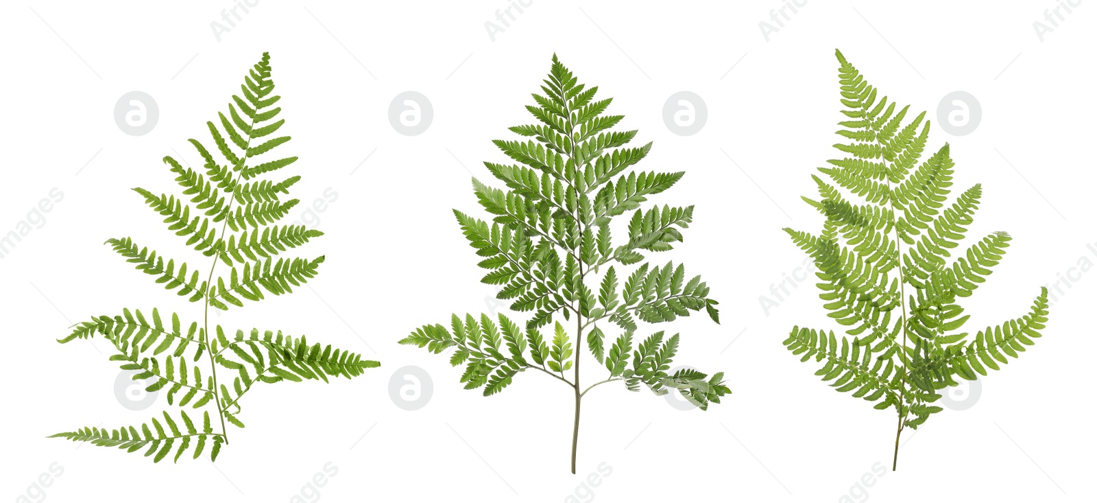 Image of Set with beautiful fern leaves on white background. Banner design