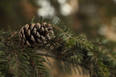 Fir branch with cone outdoors, closeup view