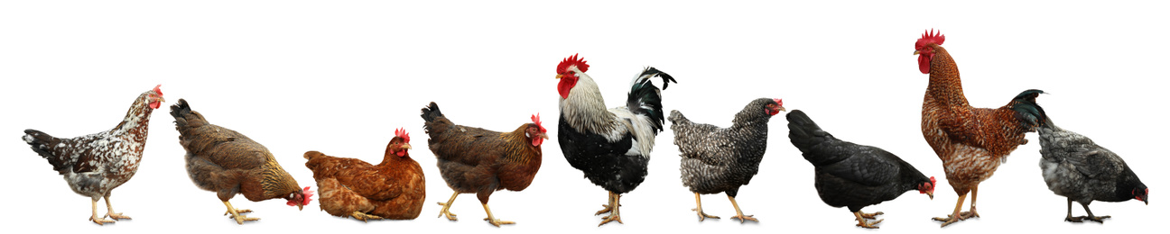 Image of Collage with chickens and roosters on white background. Banner design 