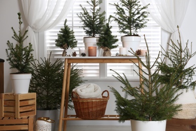 Potted fir trees and Christmas decorations on table near window in room. Stylish interior design