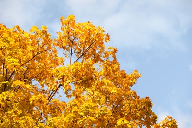 Photo of Beautiful tree with golden leaves and blue sky, bottom view. Autumn season