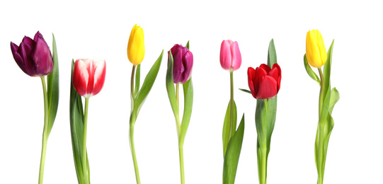 Photo of Beautiful bright spring tulips on white background