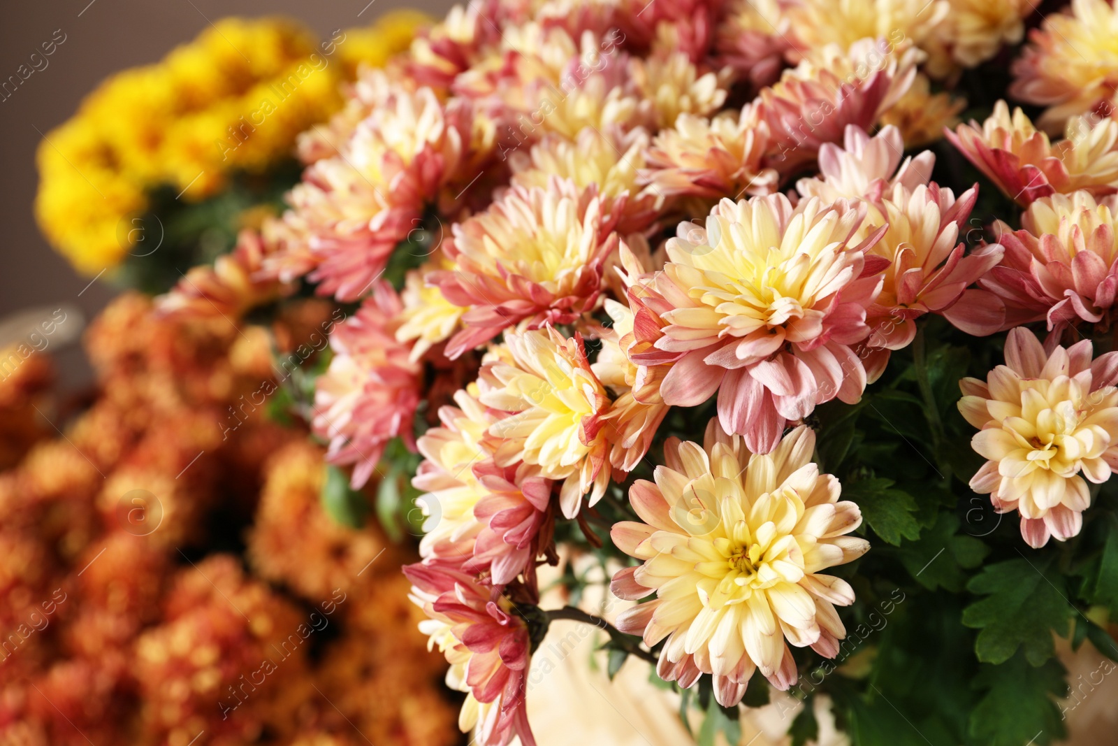 Photo of Beautiful fresh chrysanthemum flowers, closeup. Floral decor