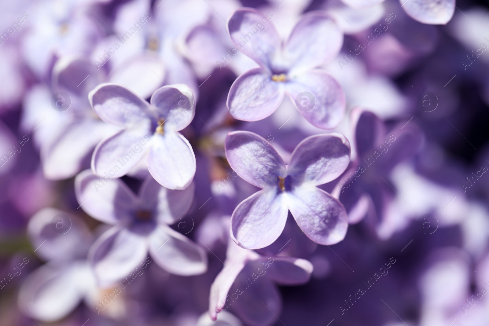 Photo of Closeup view of beautiful blooming lilac shrub outdoors