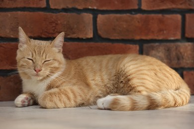 Photo of Cute ginger cat lying on floor near brick wall at home