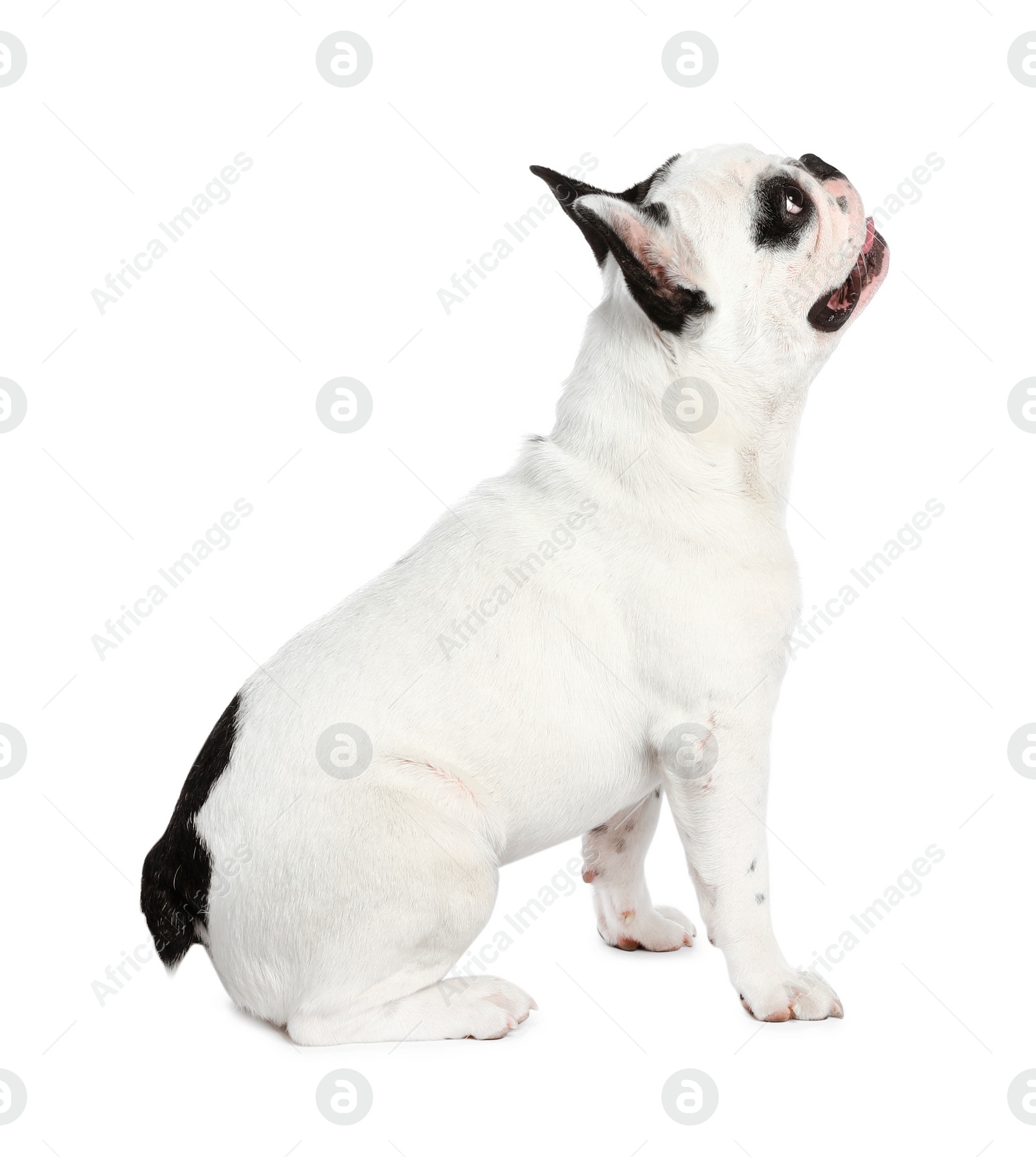 Photo of French bulldog on white background. Adorable pet