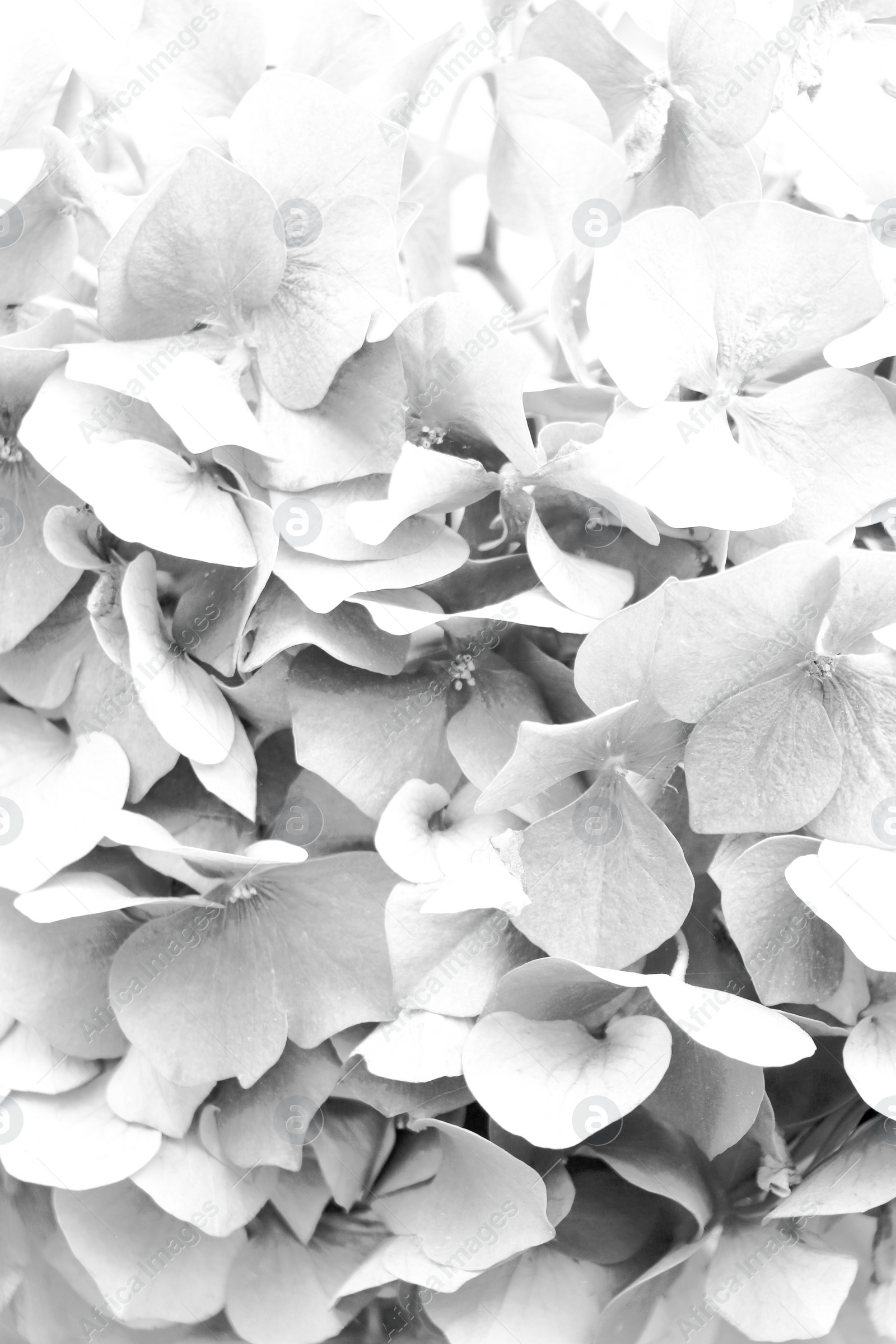 Image of Beautiful hydrangea flower as background, closeup. Black and white effect