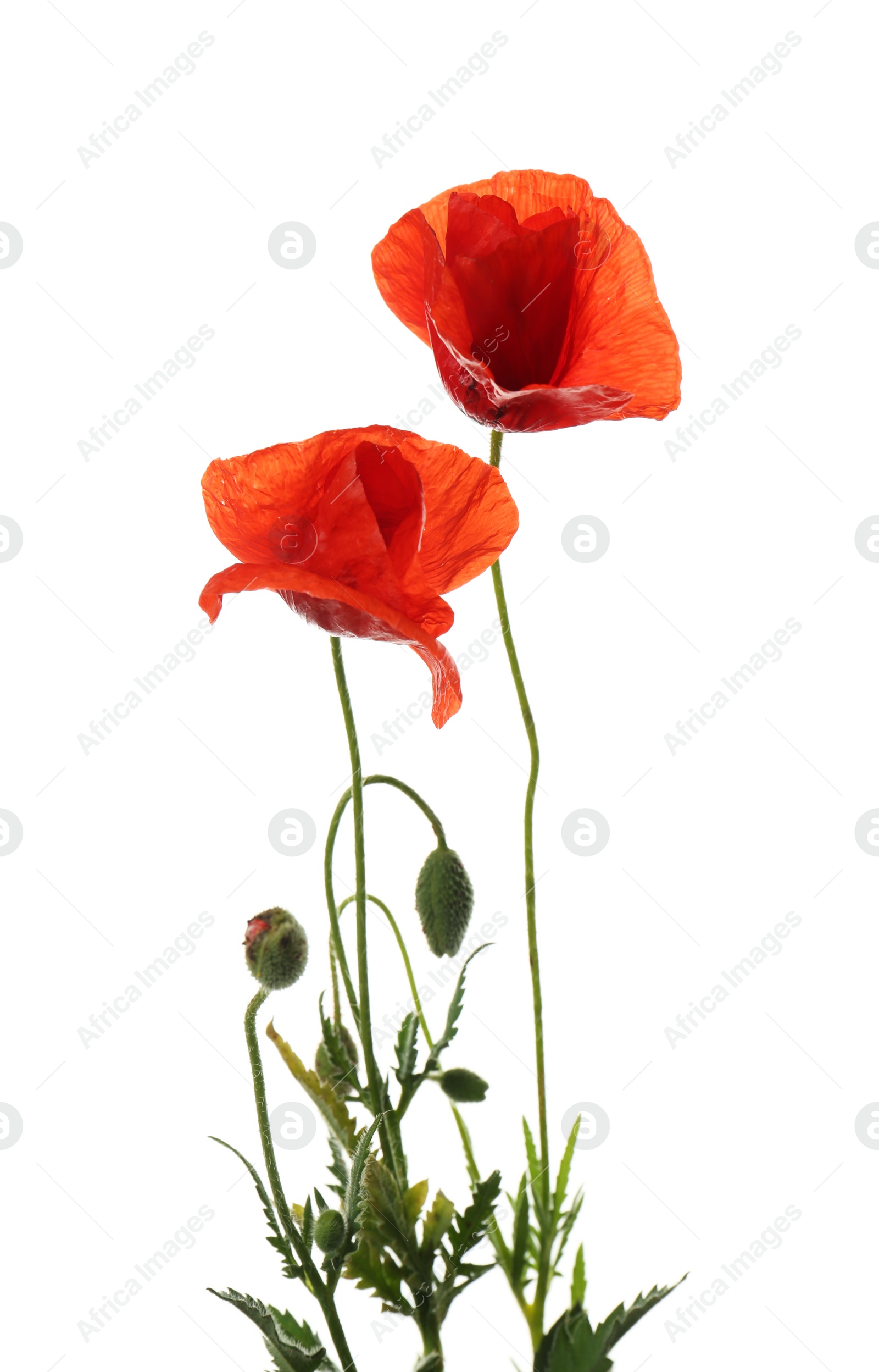 Photo of Beautiful red poppy flowers isolated on white