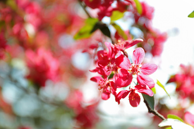 Blossoming spring tree, pink flowers, closeup