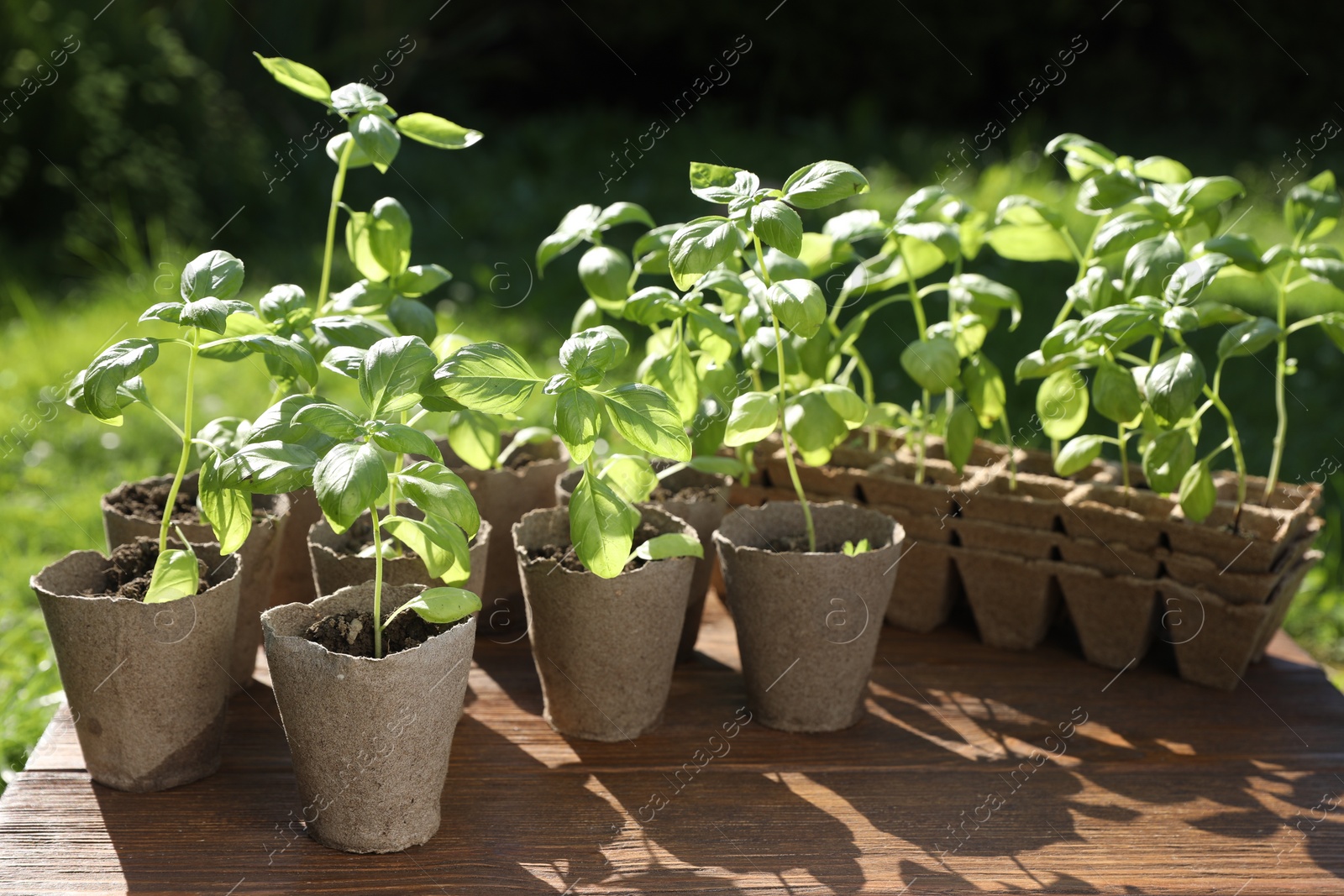 Photo of Beautiful seedlings in peat pots on wooden table outdoors