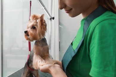 Photo of Professional groomer with cute dog in pet beauty salon, closeup