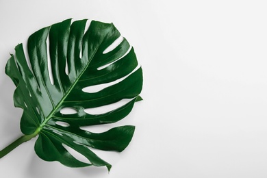 Photo of Beautiful monstera leaf on white background, top view. Tropical plant