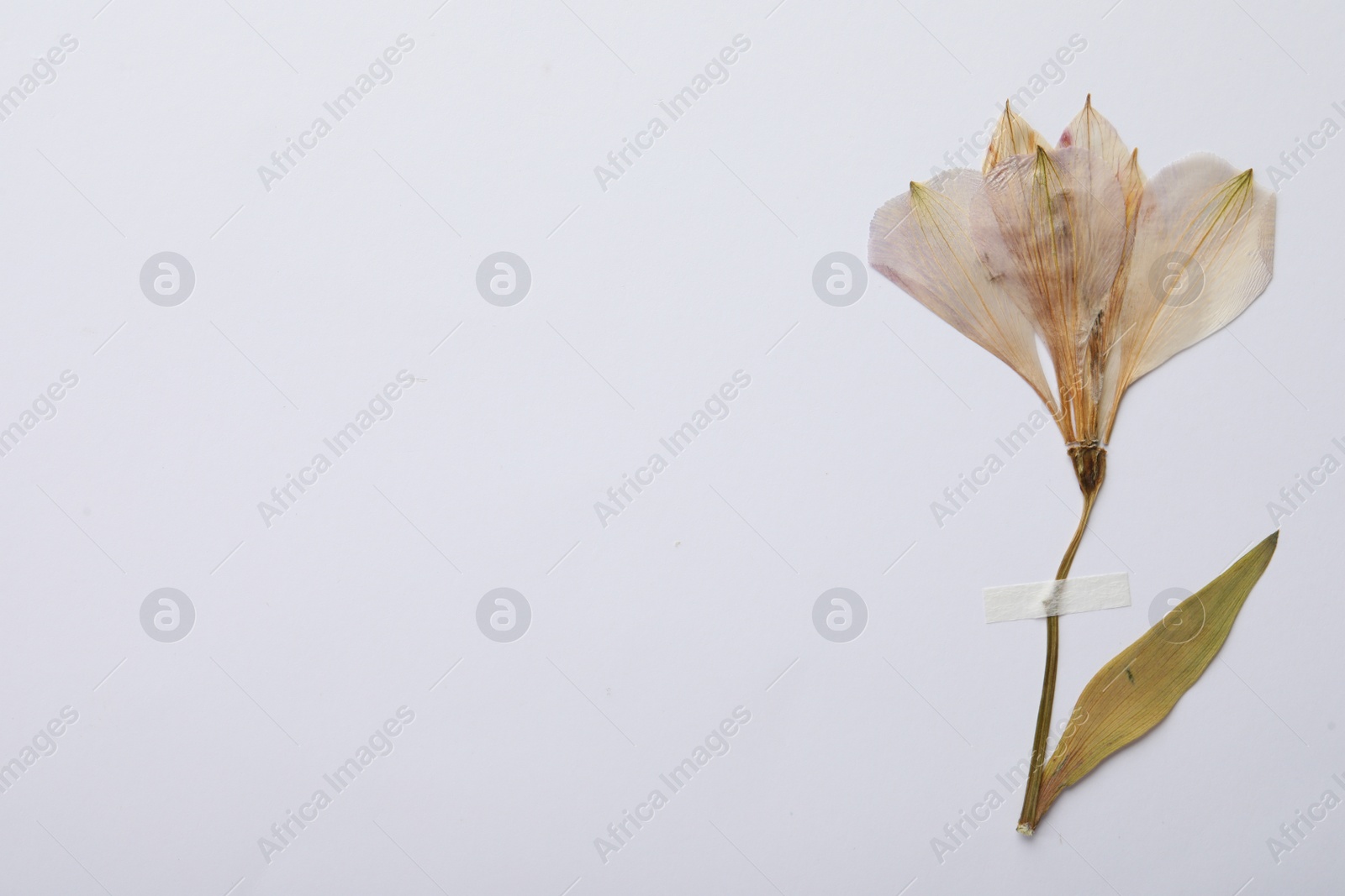 Photo of Pressed dried flower on white background. Beautiful herbarium