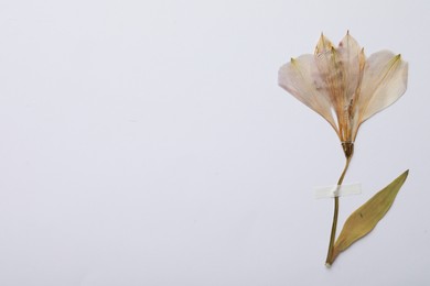 Pressed dried flower on white background. Beautiful herbarium