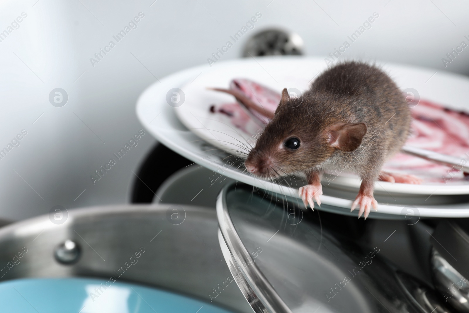 Photo of Rat and dirty dishes in kitchen sink. Pest control