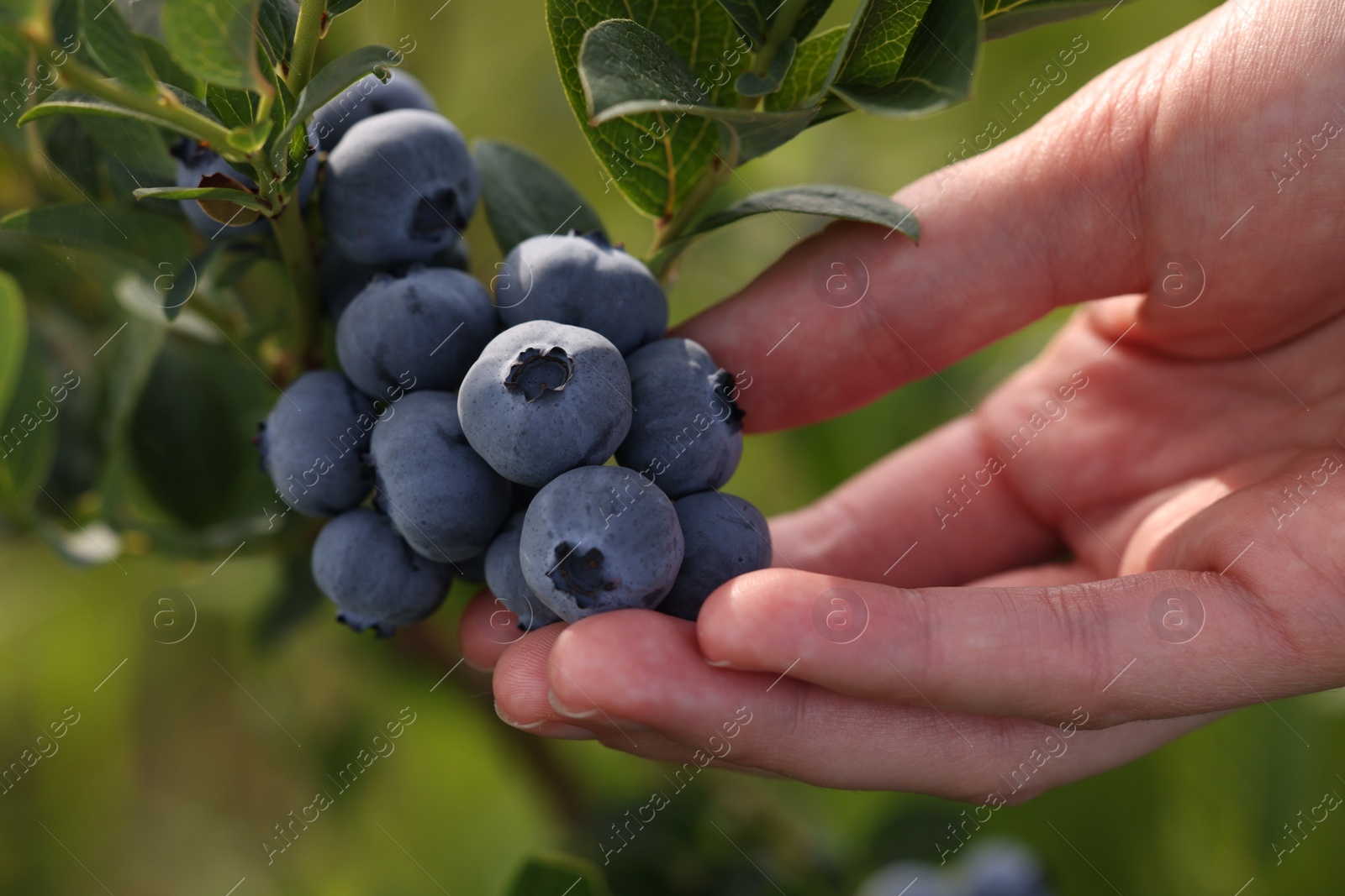 Photo of Woman picking up wild blueberries outdoors, closeup. Seasonal berries