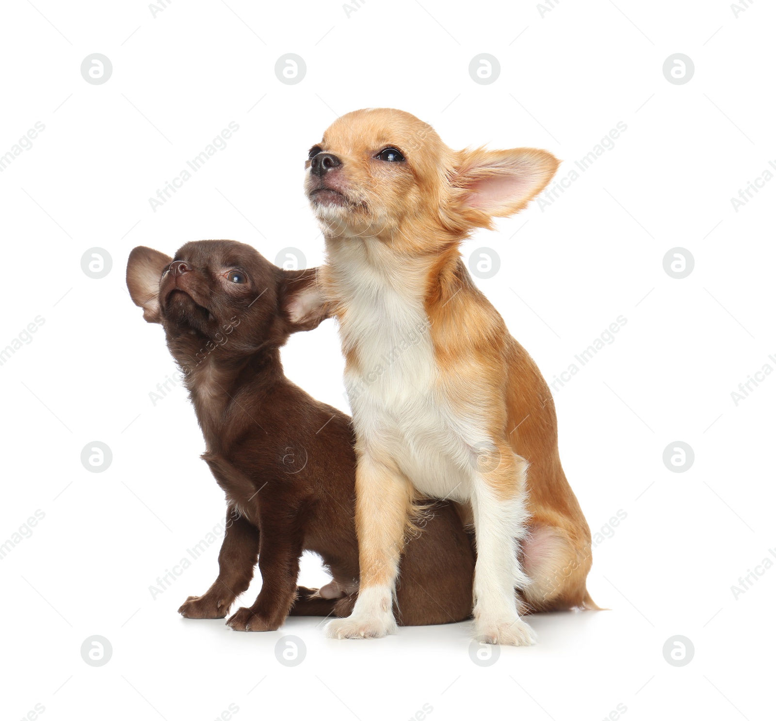 Photo of Cute small Chihuahua dogs on white background
