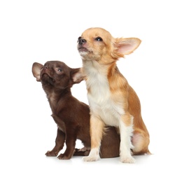 Cute small Chihuahua dogs on white background