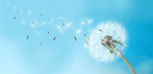 Image of Beautiful puffy dandelion and flying seeds against blue sky on sunny day. Banner design