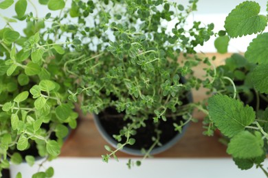 Different fresh potted herbs on windowsill indoors, above view