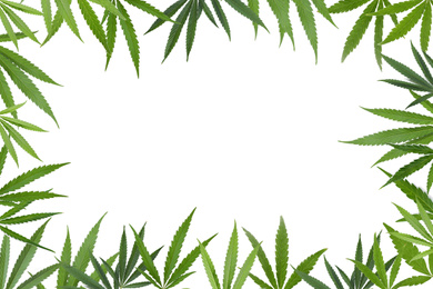 Image of Frame of green hemp leaves on white background