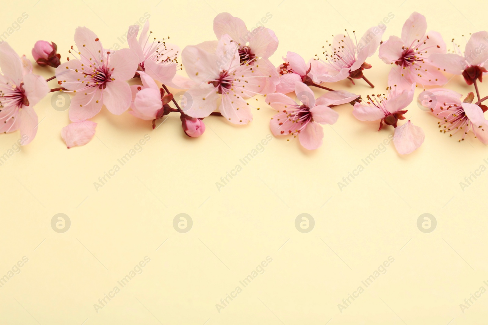 Photo of Beautiful spring tree blossoms and petals on yellow background, flat lay. Space for text