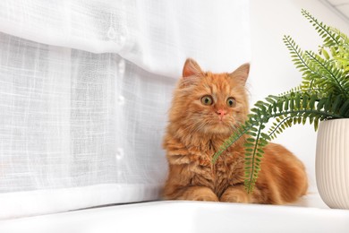 Adorable cat near green houseplant on white table at home