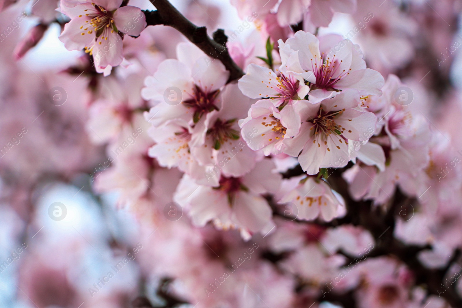 Photo of Delicate spring pink cherry blossoms on tree outdoors, closeup