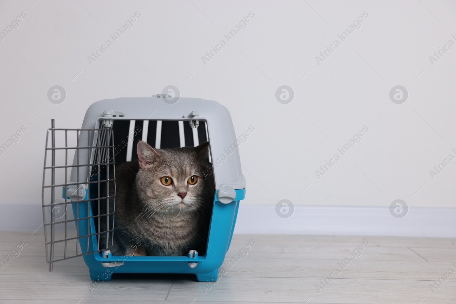 Photo of Travel with pet. Cute cat in carrier on floor near white wall indoors, space for text