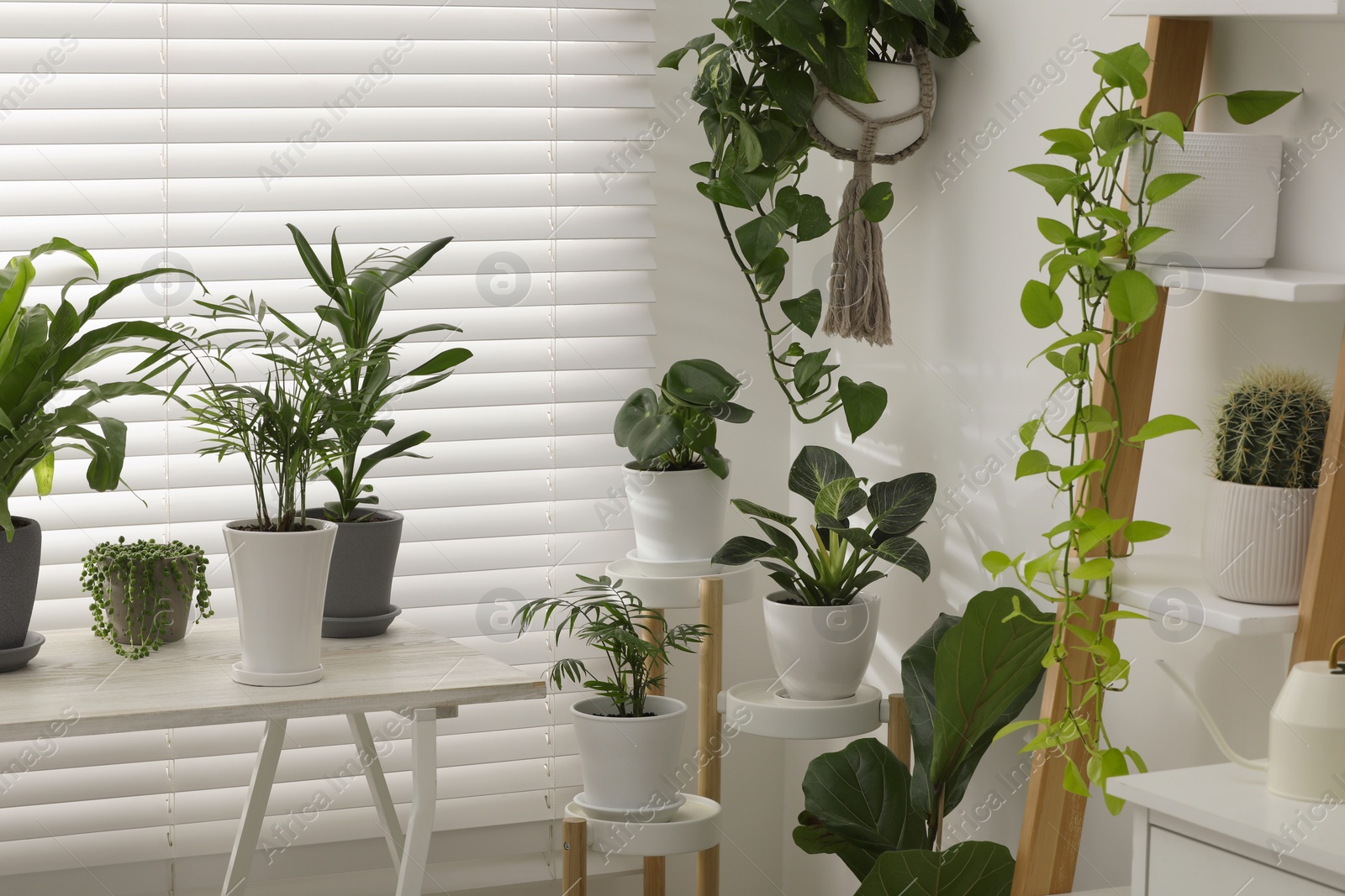 Photo of Beautiful plants in pots indoors. House decor