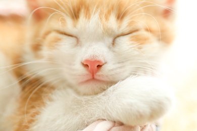 Photo of Cute little red kitten sleeping, closeup view