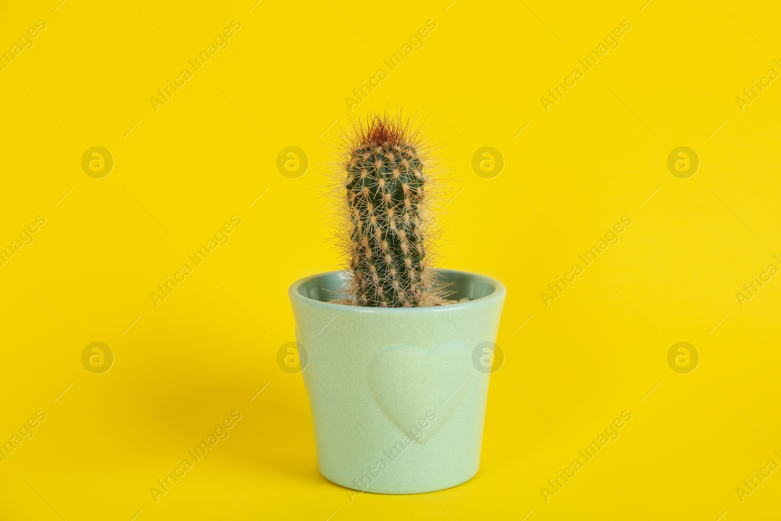 Photo of Beautiful potted cactus plant on yellow background