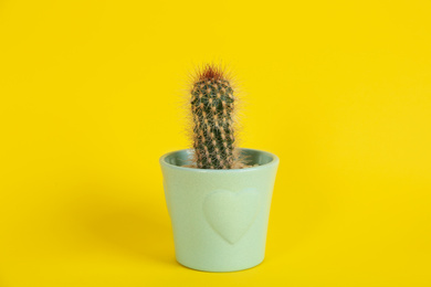 Beautiful potted cactus plant on yellow background