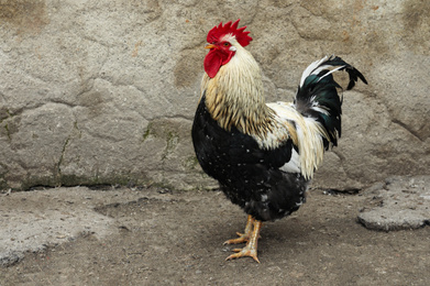 Big beautiful rooster in yard. Domestic animal