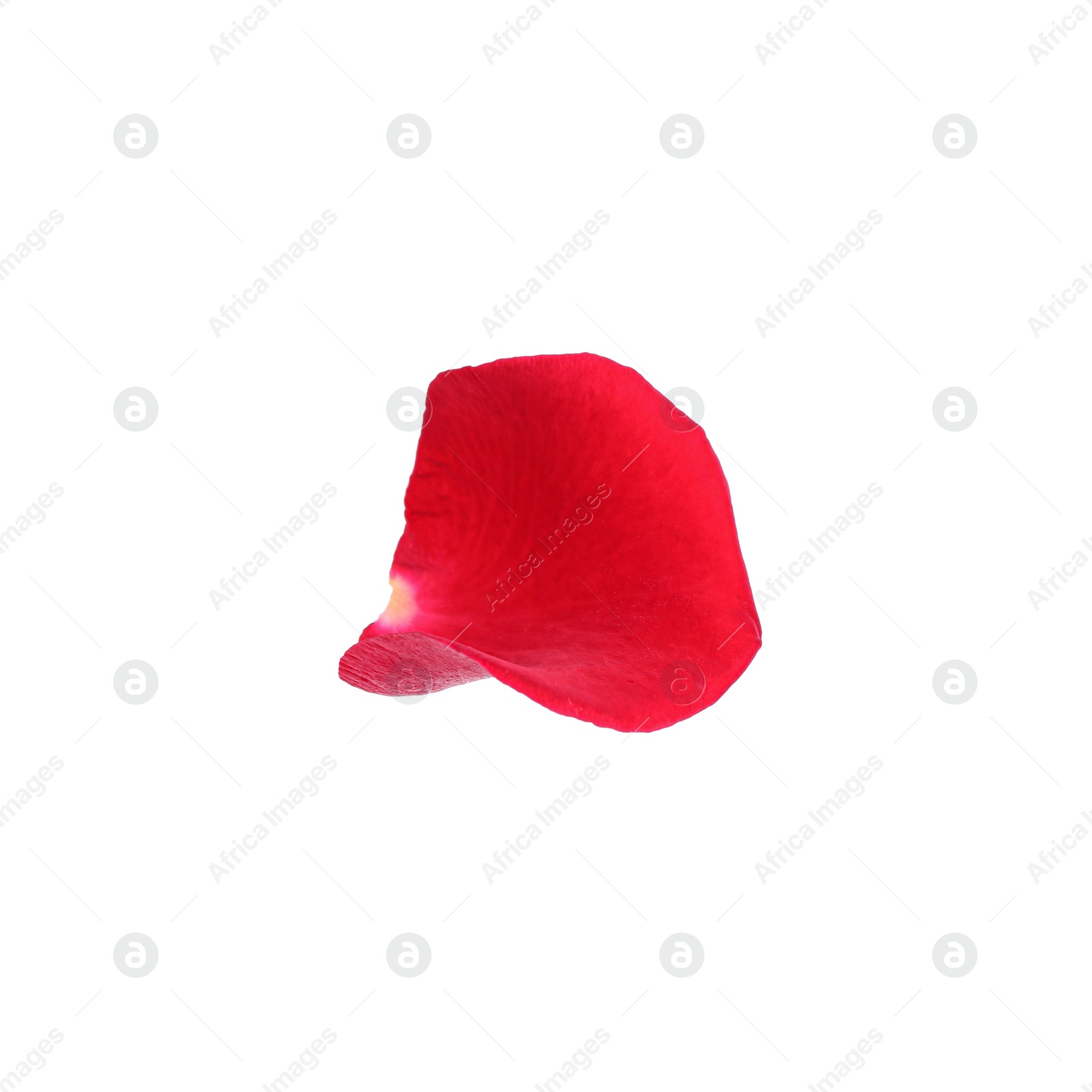 Photo of Tender red rose petal isolated on white