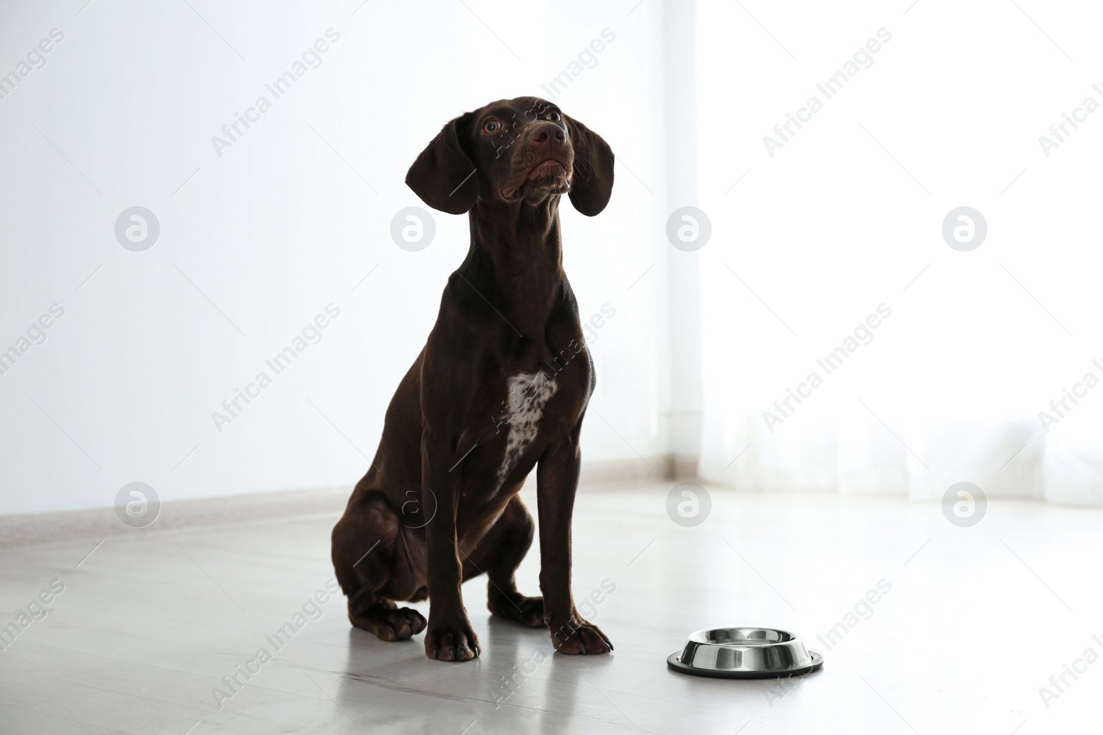 Photo of German Shorthaired Pointer dog with bowl indoors