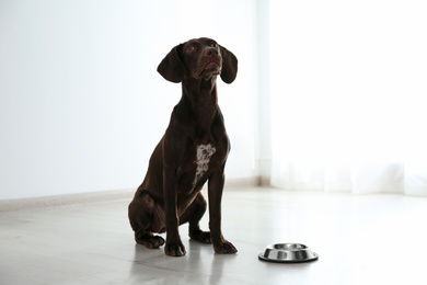 Photo of German Shorthaired Pointer dog with bowl indoors
