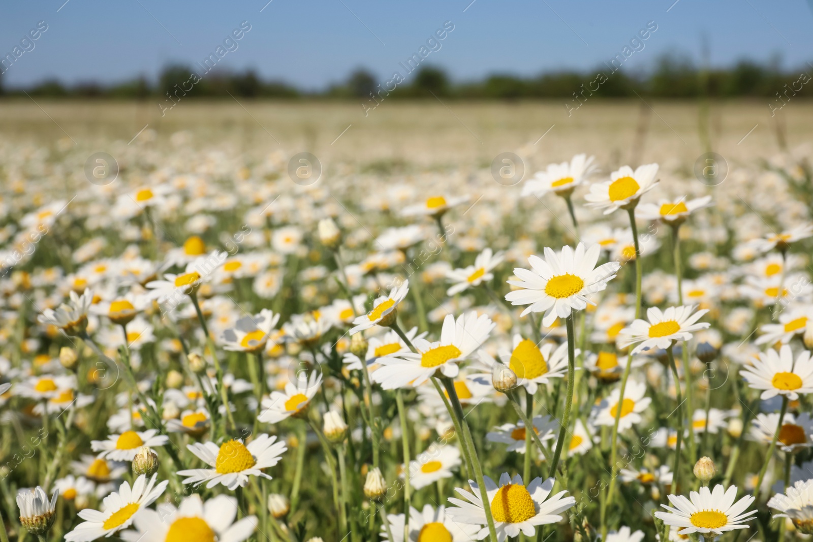 Photo of Closeup view of beautiful chamomile field on sunny day