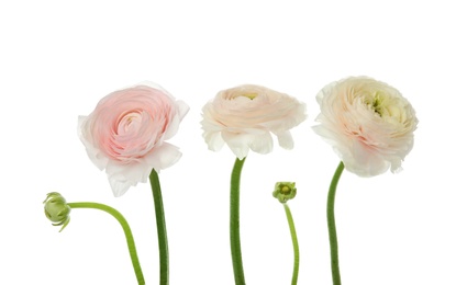 Photo of Beautiful spring ranunculus flowers isolated on white