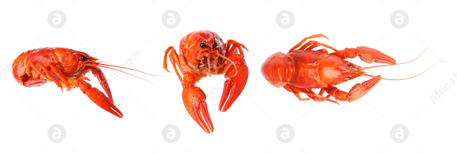 Image of Set of tasty cooked crayfishes on white background