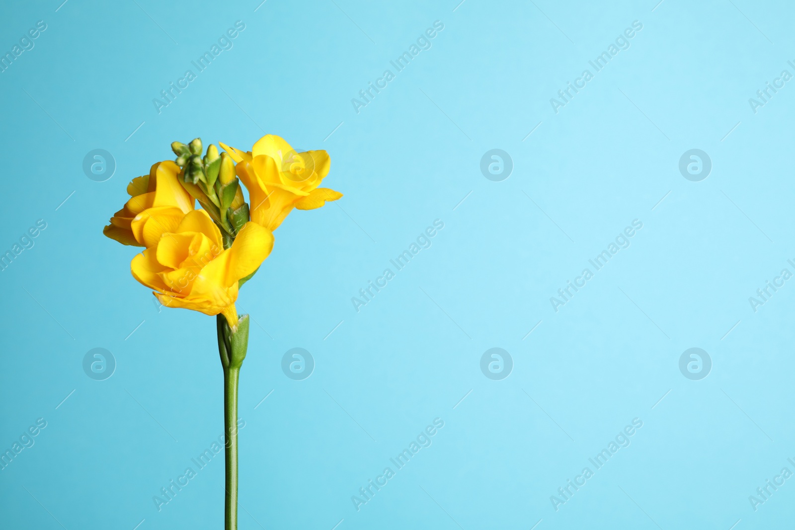 Photo of Beautiful blooming yellow freesia on light blue background. Space for text