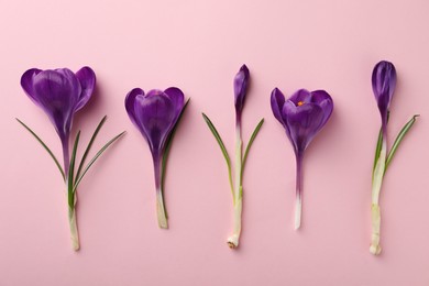 Photo of Beautiful purple crocus flowers on pink background, flat lay