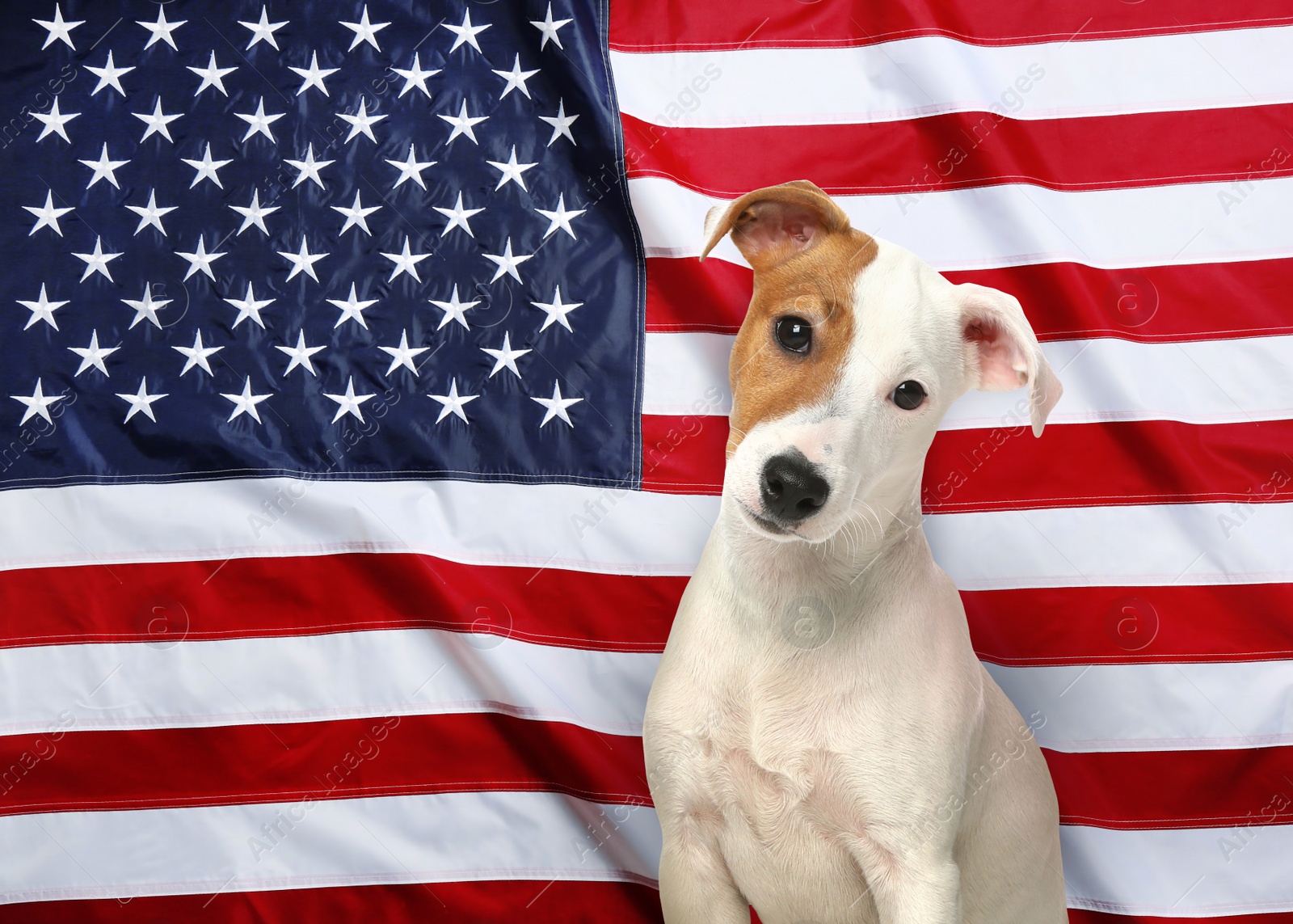 Image of Cute dog against national flag of United States of America