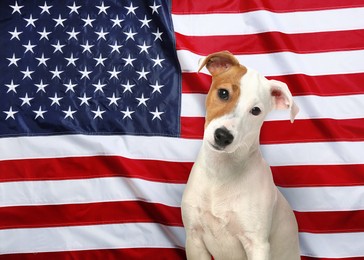 Cute dog against national flag of United States of America