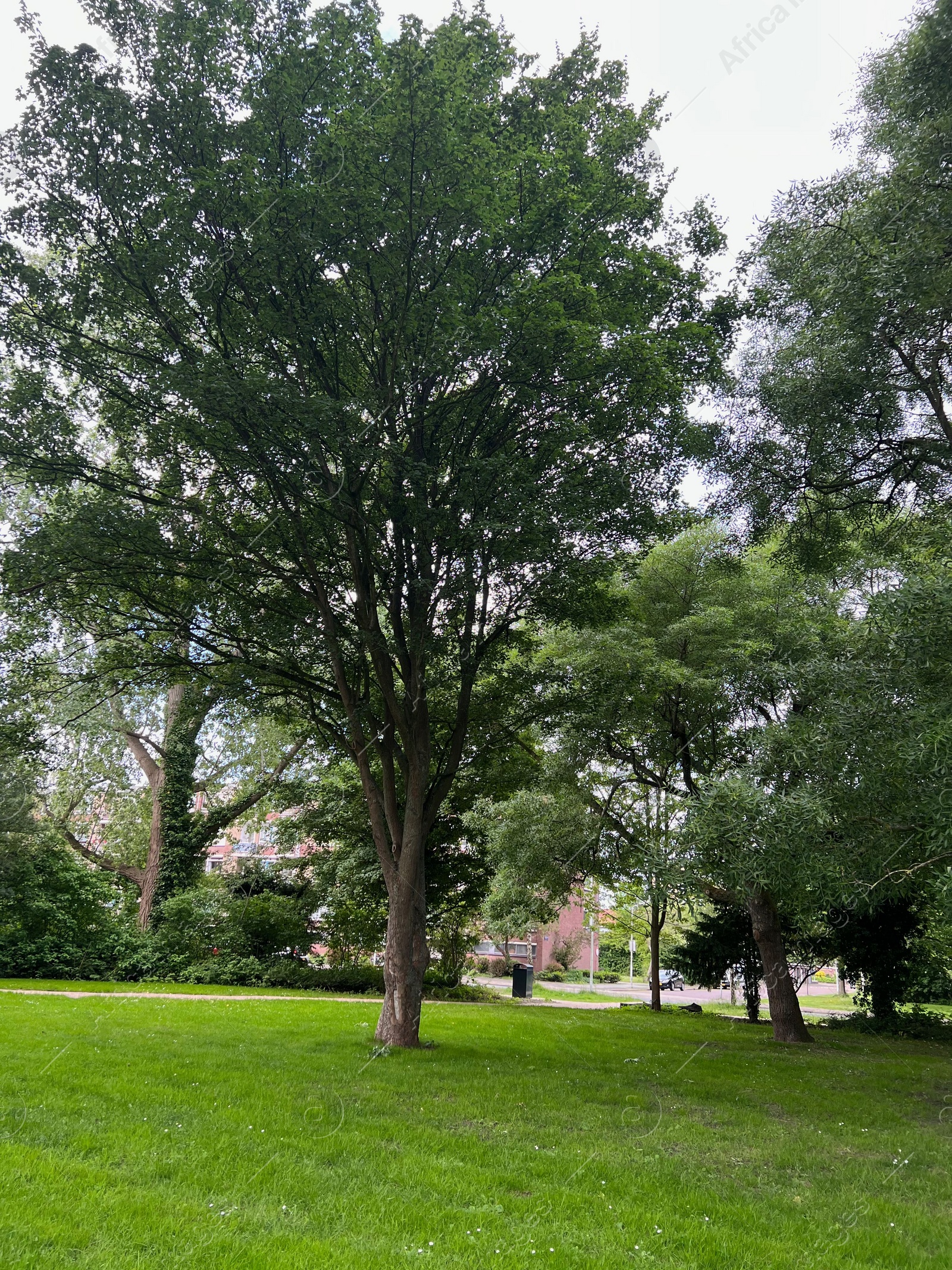 Photo of Beautiful view of green grass and trees in park