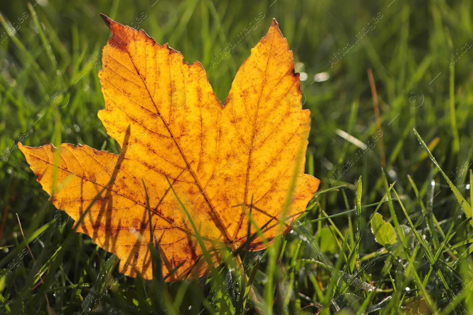 Photo of Beautiful fallen leaf among green grass outdoors on sunny autumn day, closeup